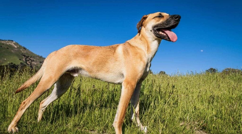 A cute Black Mouth Cur dog standing on the middle of a grass-covered field on a warm and sunny day