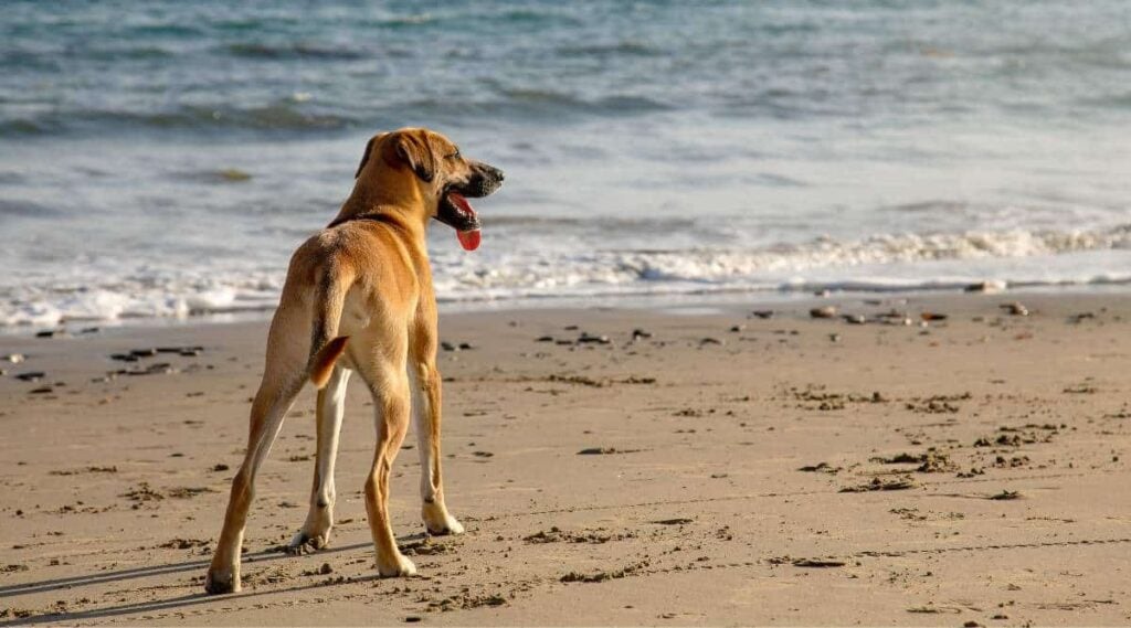 A cute Black Mouth Cur dog standing on the sandy beach by the beautiful ocean on a sunny day