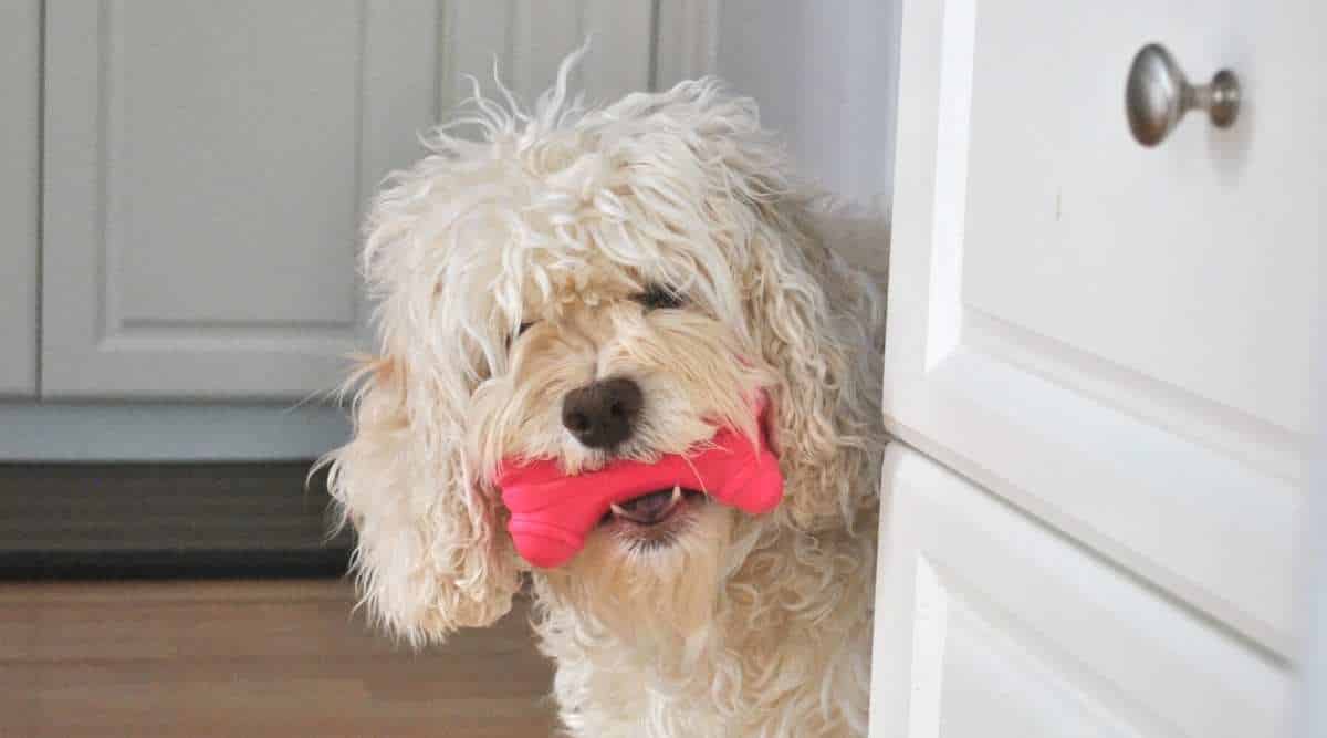 Best Dog Toys For Cockapoos Our Top Picks Canine Journal