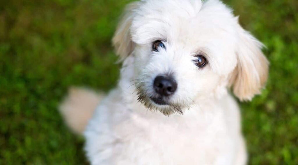 A cute Pomeranian x Poodle mixed breed dog looking up with a head tilt