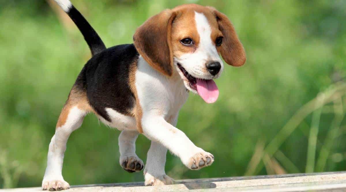 How Much Exercise Does a Puppy Need? A cute beagle puppy walking outside