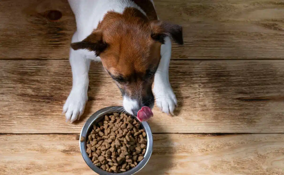 A cute dog near a bowl of dry food licks his nose