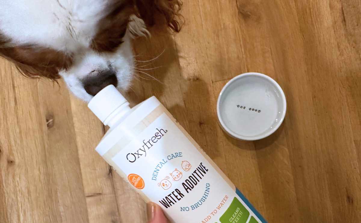 A dog sniffing bottle of Oxyfresh water additive.