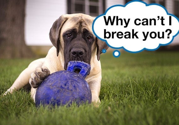 A female Mastiff trying to destroy her indestructible dog ball.