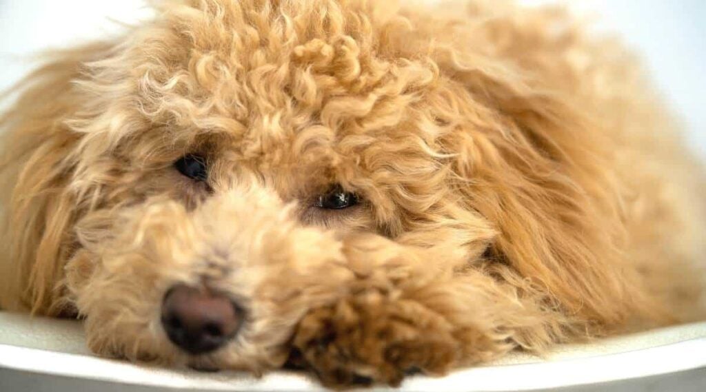 A mini Goldendoodle puppy resting in a chair