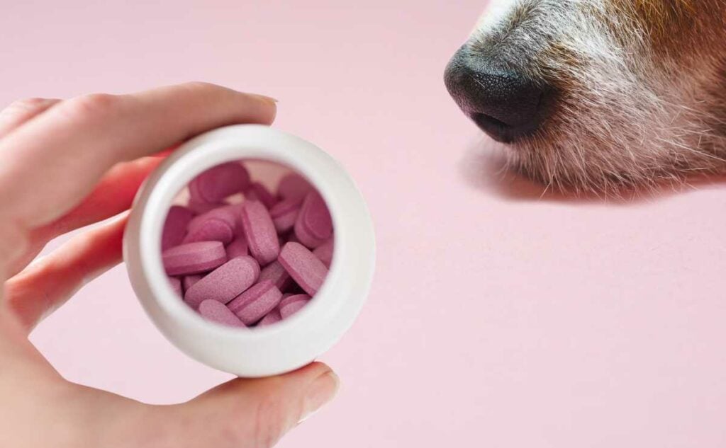 A person holding bottle of Benadryl pills looking down at a dog snout on a pink background.