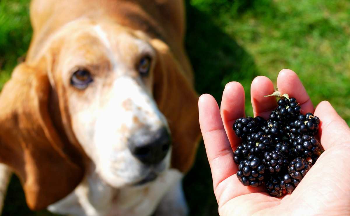 A person holding handful of blackberries in front of a dogs snout jpg