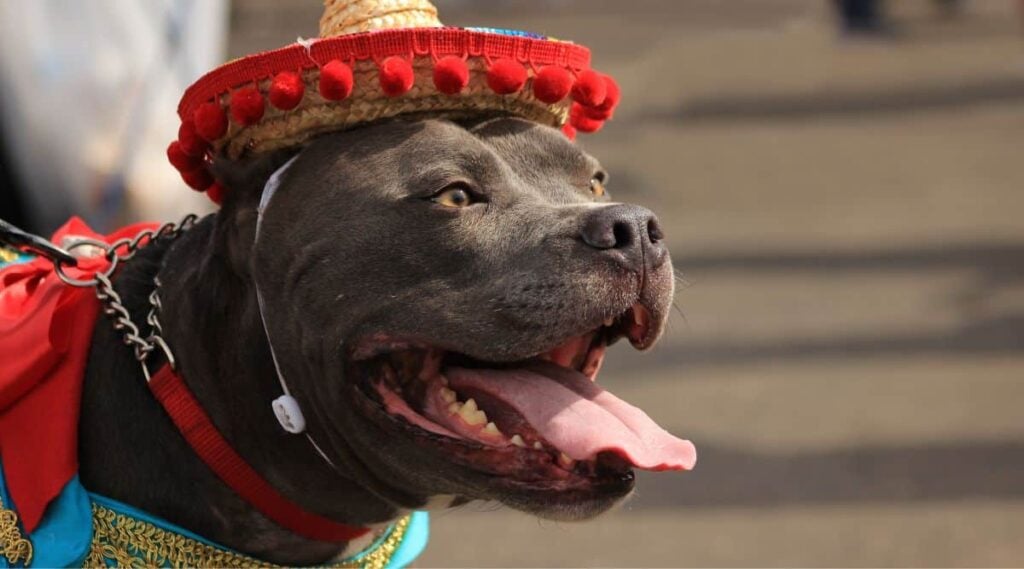 Dog wearing a Mexican hat.