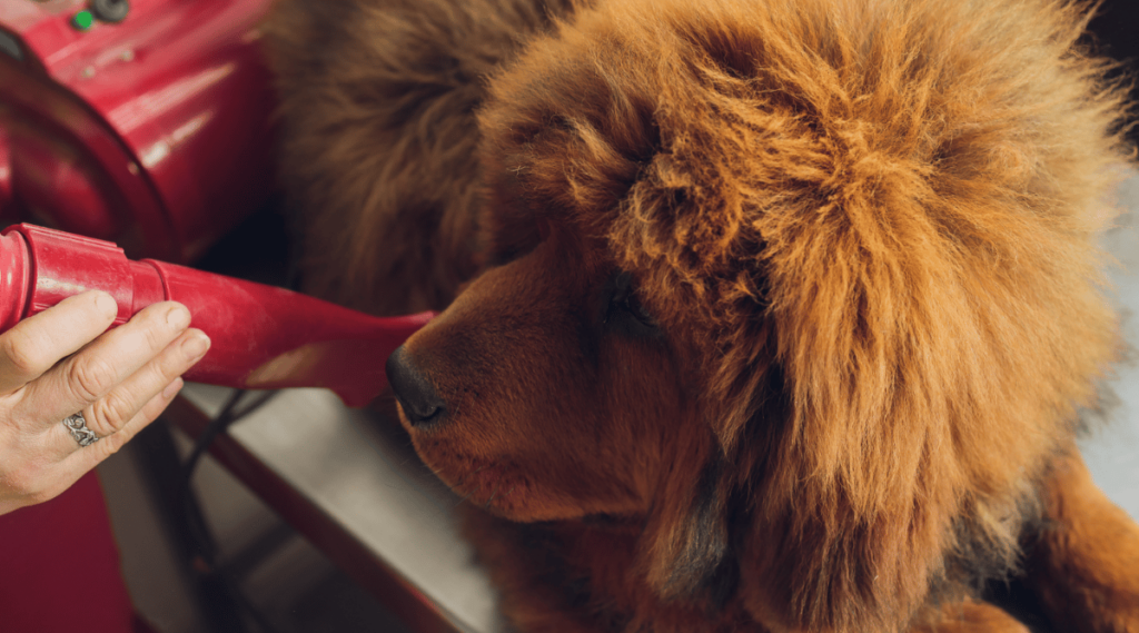 A professional groomer blow drying a Tibetan Mastiff