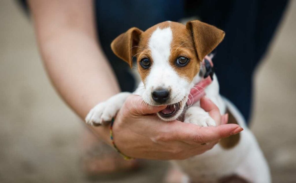 When Do Puppies Lose Their Baby Teeth? A Puppy Teething Timeline & More