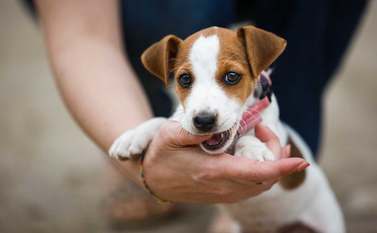 A puppy teething chewing on owners hand.