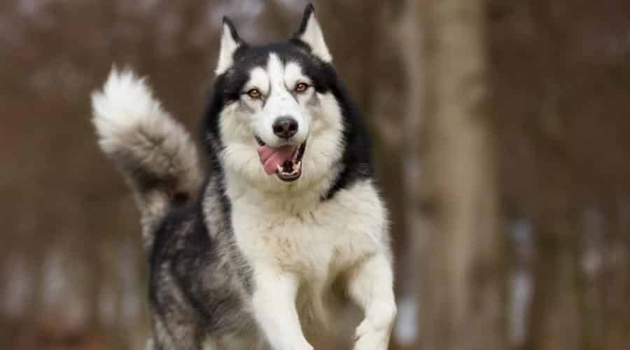 A purebred Siberian Husky dog without leash outdoors in the nature on a sunny day