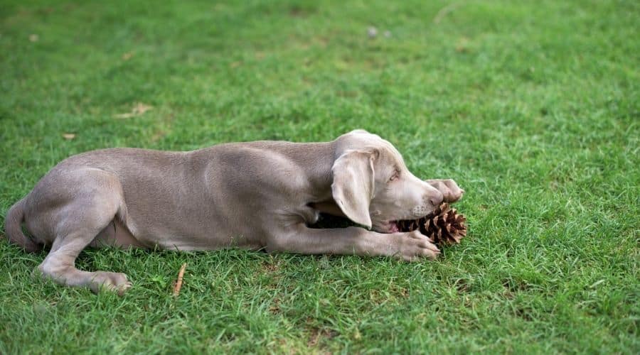 A small gray Weimaraner puppy plays on the grass in the yard.