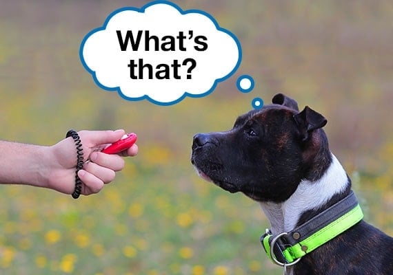 A Staffordshire Bull Terrier staring at owner confused by the clicker being held in hand during training