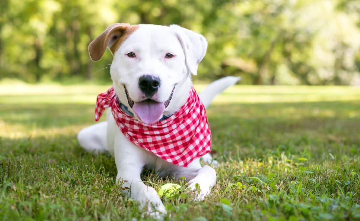 A white Retriever mixed breed dog with brown markings wearing a red and white checkered bandana and relaxing in the grass