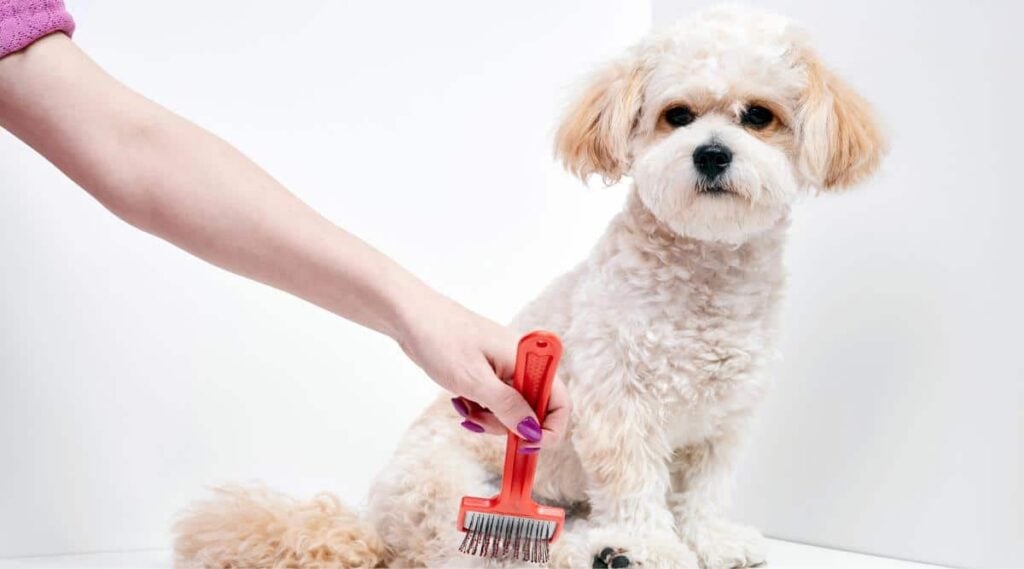 Person brushing dog.