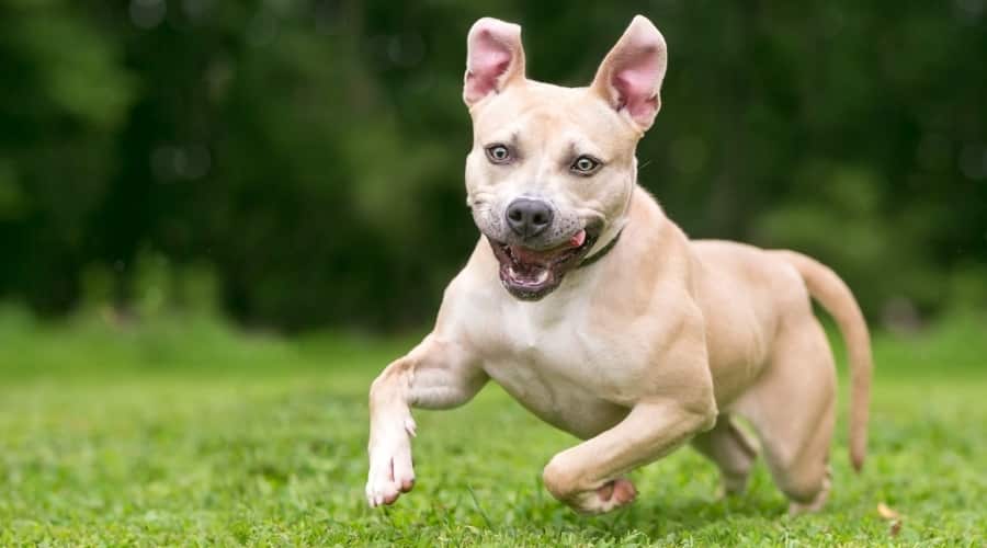 Dog running outside.