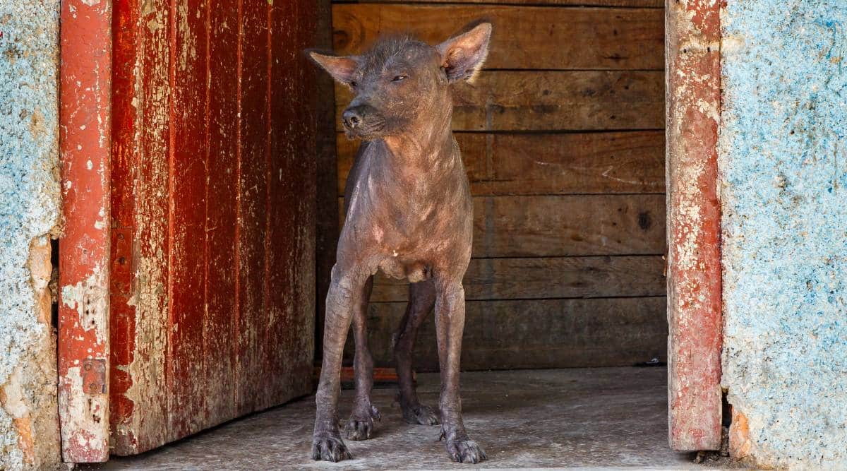 Xolo dog similar to the African Hairless, an extinct dog breed.
