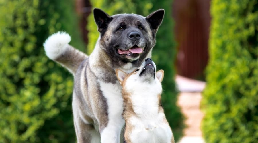 Active Akita and Shiba Inu Dogs
