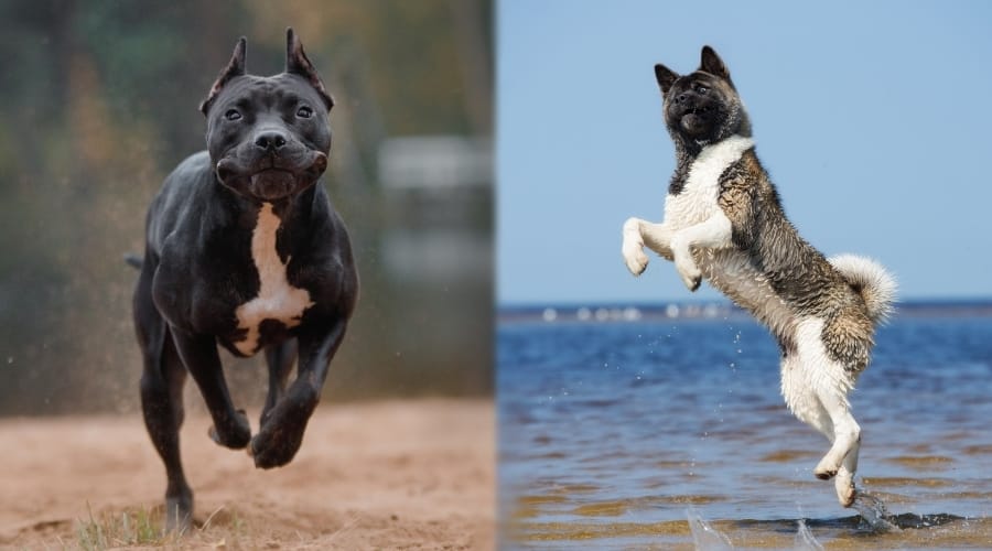 Active Akita with Active Pitbull at Beach