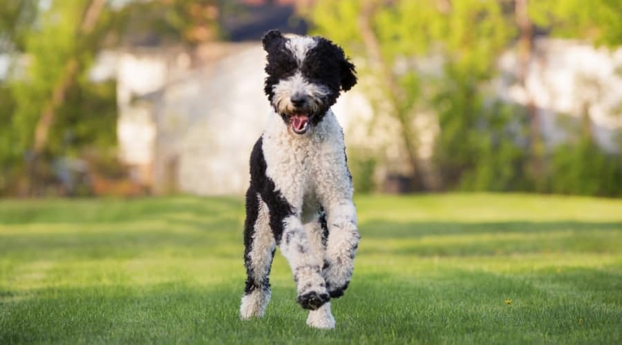 Active Black and White Dog Outside