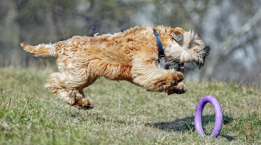 Active Dog Breed Playing With Toy