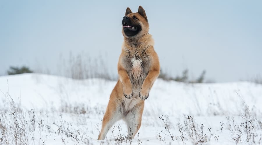 Active Dog Jumping in Snow