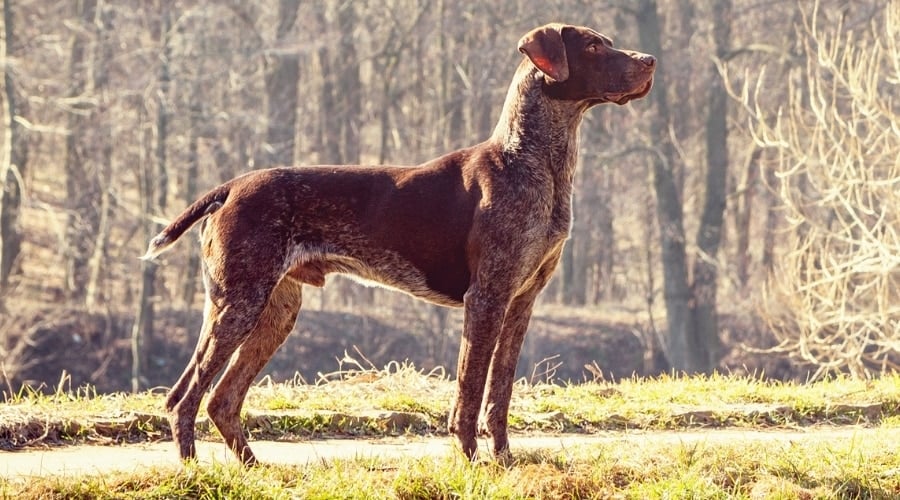 Active Dog Running Around Outdoors