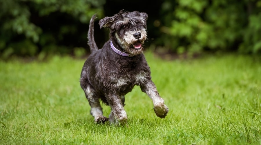 Active Dog Running Outside