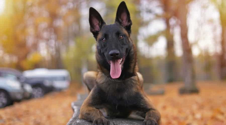 Active Dog on Bench Resting