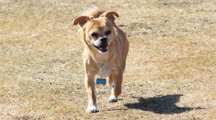Active Lab Chihuahua mix