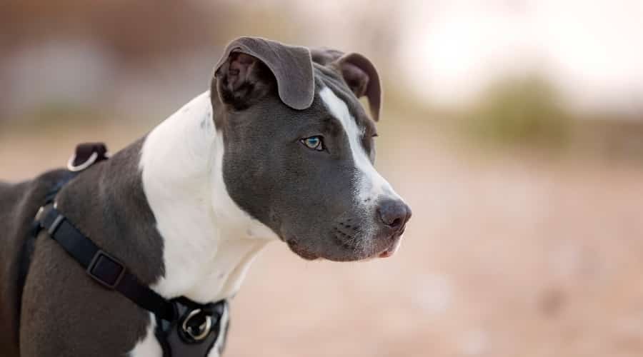 Active Pitbull Outdoors