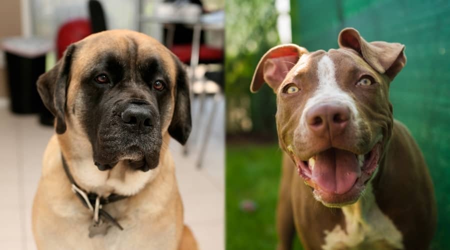 Active Pitbull and Mellow Mastiff Compared