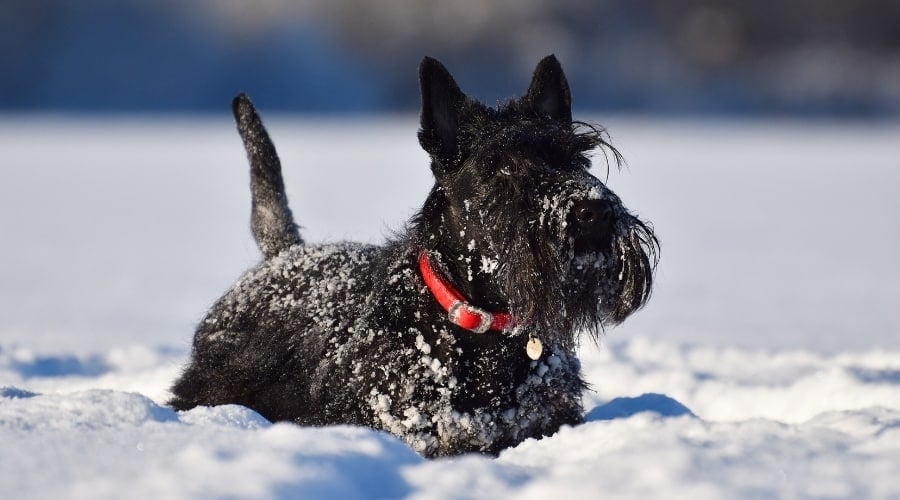 Active Small Black Dog Outside
