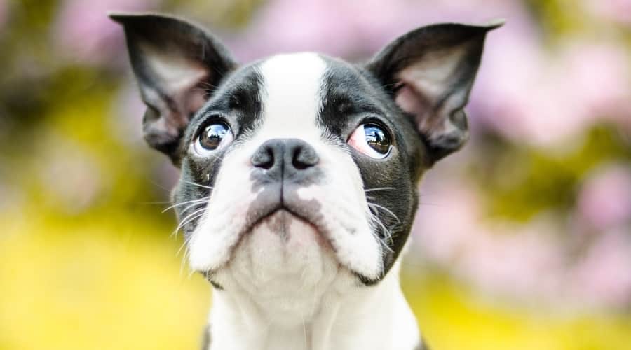 Adorable Black and White Puppy
