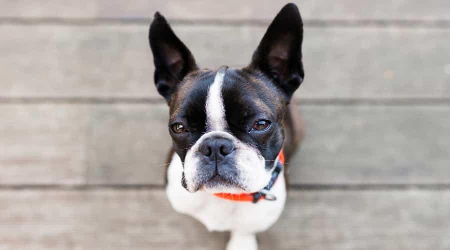 Adorable Brindle and White Dog