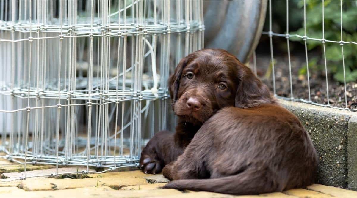 Adorable German Longhaired Pointer puppy