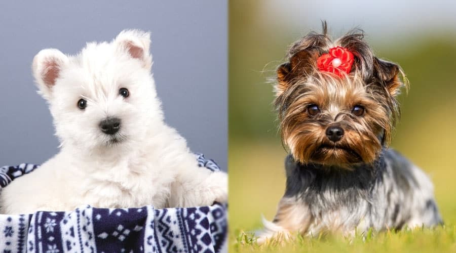Adorable Puppies Looking at the Camera