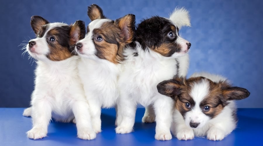 Adorable Puppies on a Blue Table