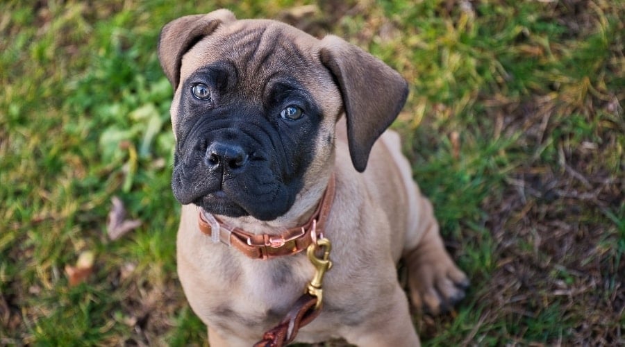 Adorable Puppy on Leash