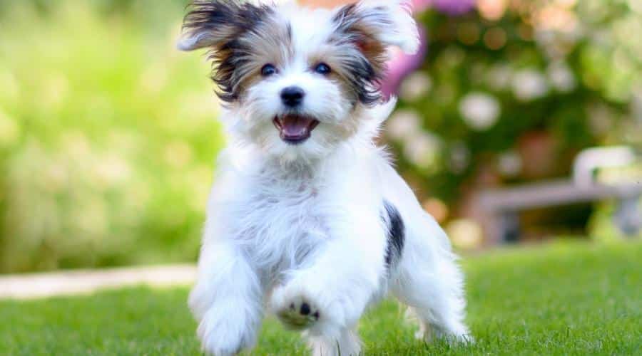 Adorable, happy Havanese puppy caught in motion while running on vibrant green grass