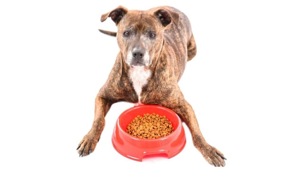 Adorable pitbull dog laying on the floor next to a red bowl full of food against a white background