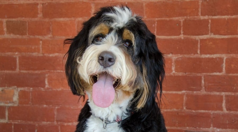 Adult Bernedoodle Outside