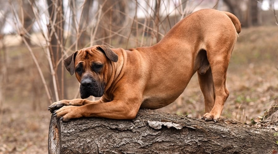 Adult Boerboel Standing on Log