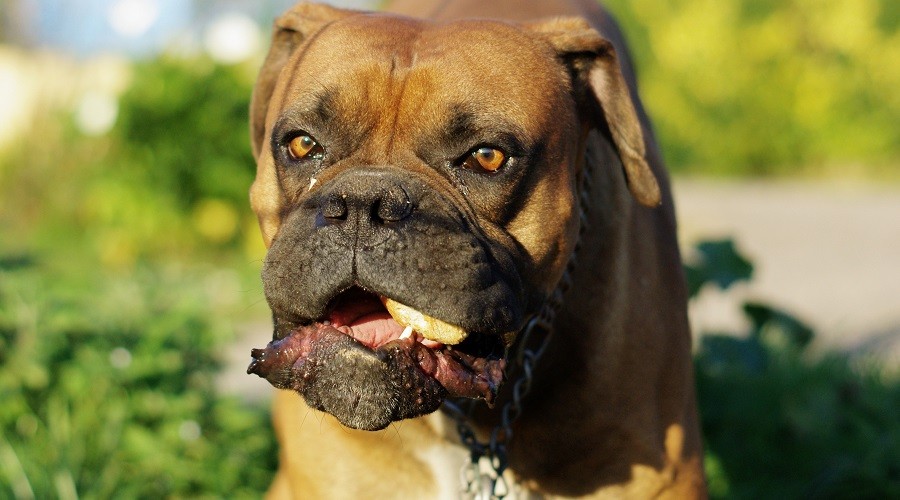 Adult Boxer Eating Food