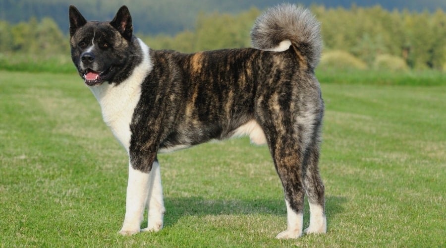 Adult Brindle Akita on Grass Outside