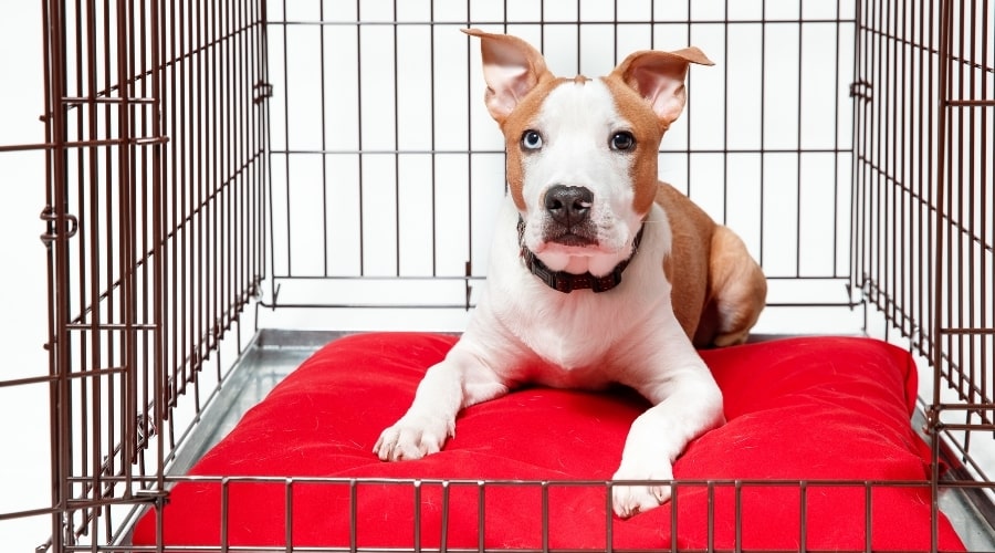 Adult Canine Secure in Dog Crate
