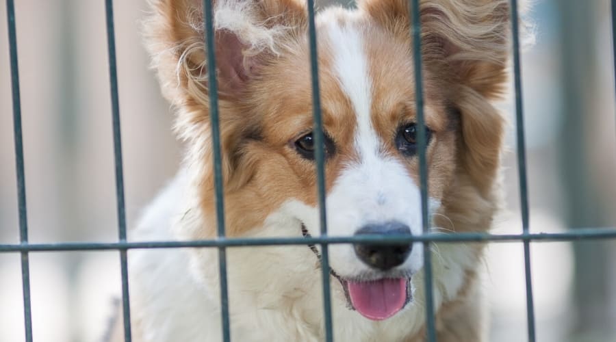 Adult Corgi in Crate