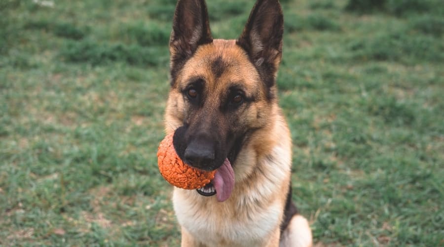 Adult Dog With Orange Ball Toy