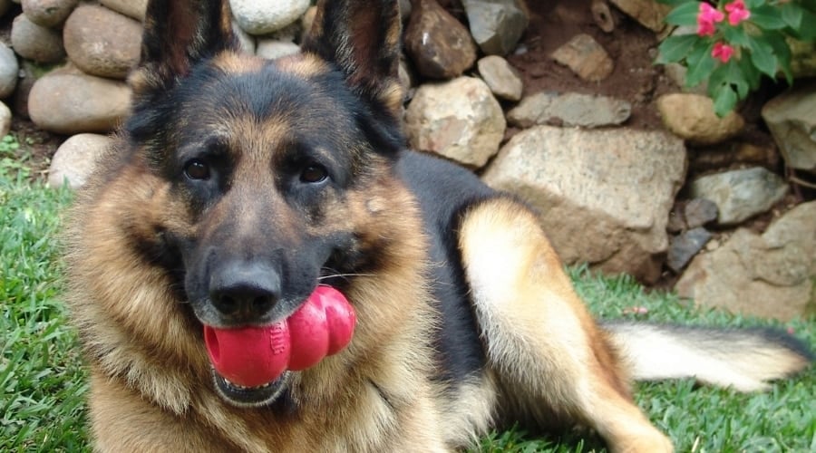 Adult Dog with Kong